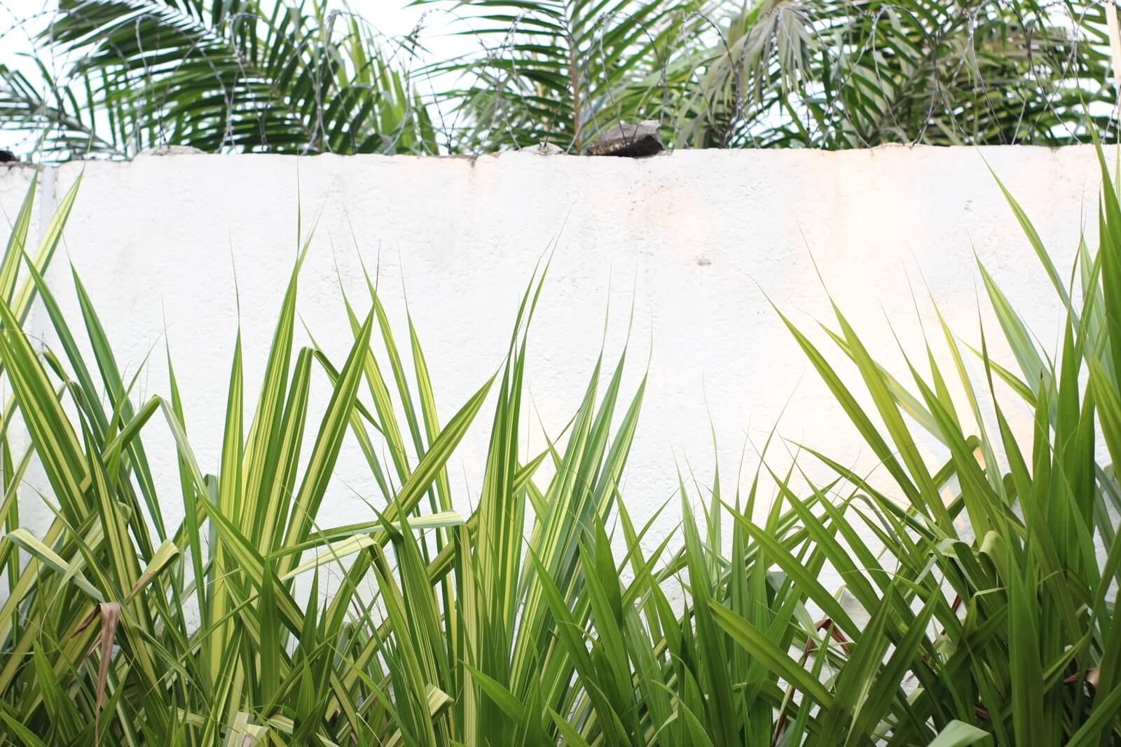 photograph of spider plants growing against a white concrete wall in Kinshasa